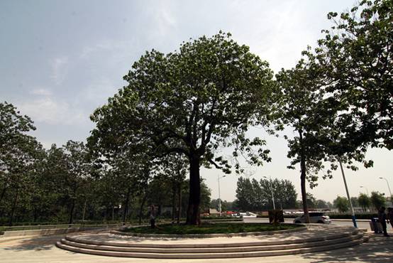 十三、苍劲欲滴泡桐树800.533 十三、苍劲欲滴泡桐树800.533